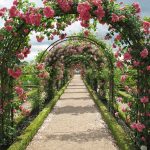 Rosenbuer over en havesti