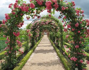 Rosenbuer over en havesti