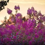 Busk med lilla blomsterklaser i aftenlys