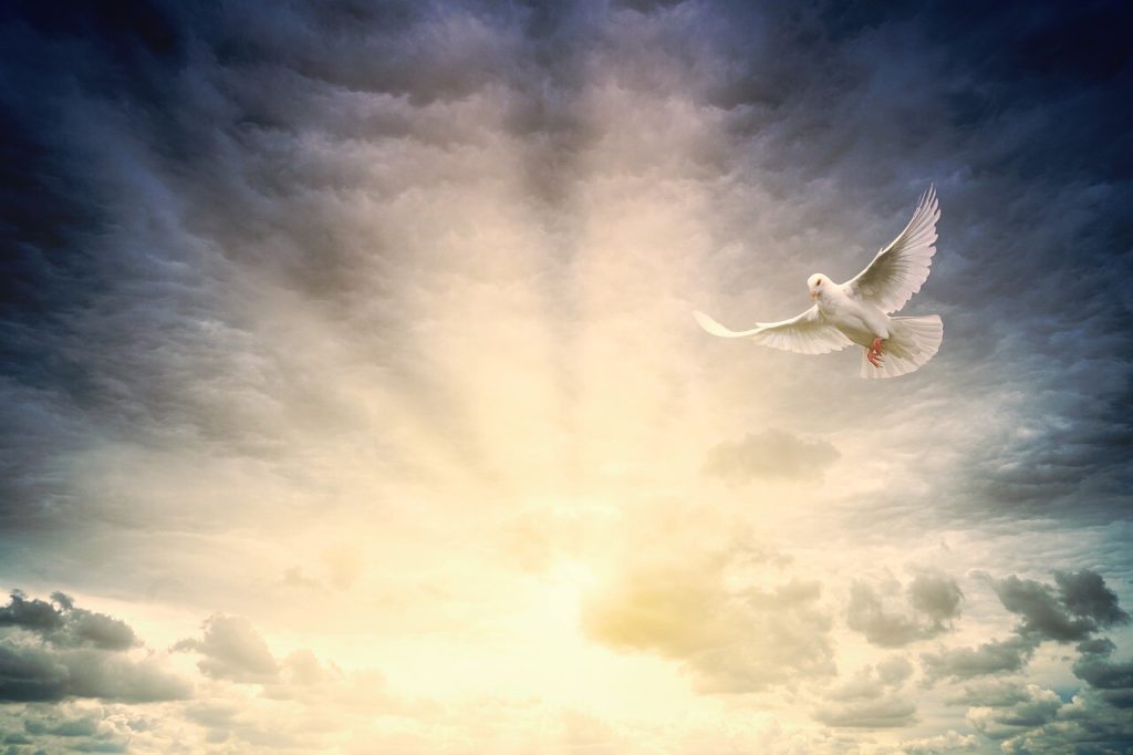 Hvid due flyver mod lysende himmel