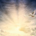 Hvid due flyver mod lysende himmel