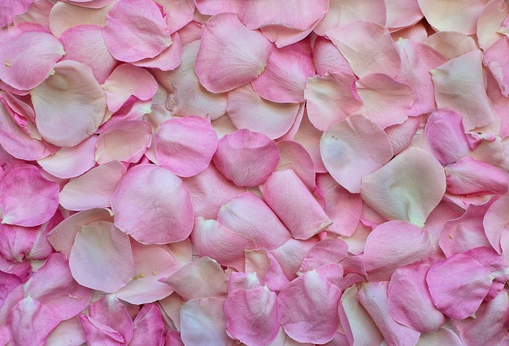 Tæppe af lyserøde rosenblade