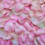 Tæppe af lyserøde rosenblade