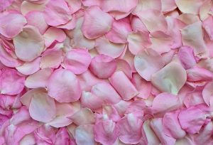 Tæppe af lyserøde rosenblade