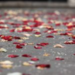 Rosenblade og ris på jorden