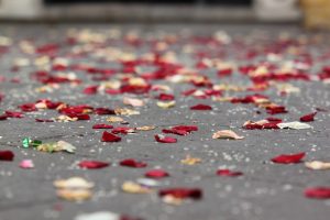 Rosenblade og ris på jorden