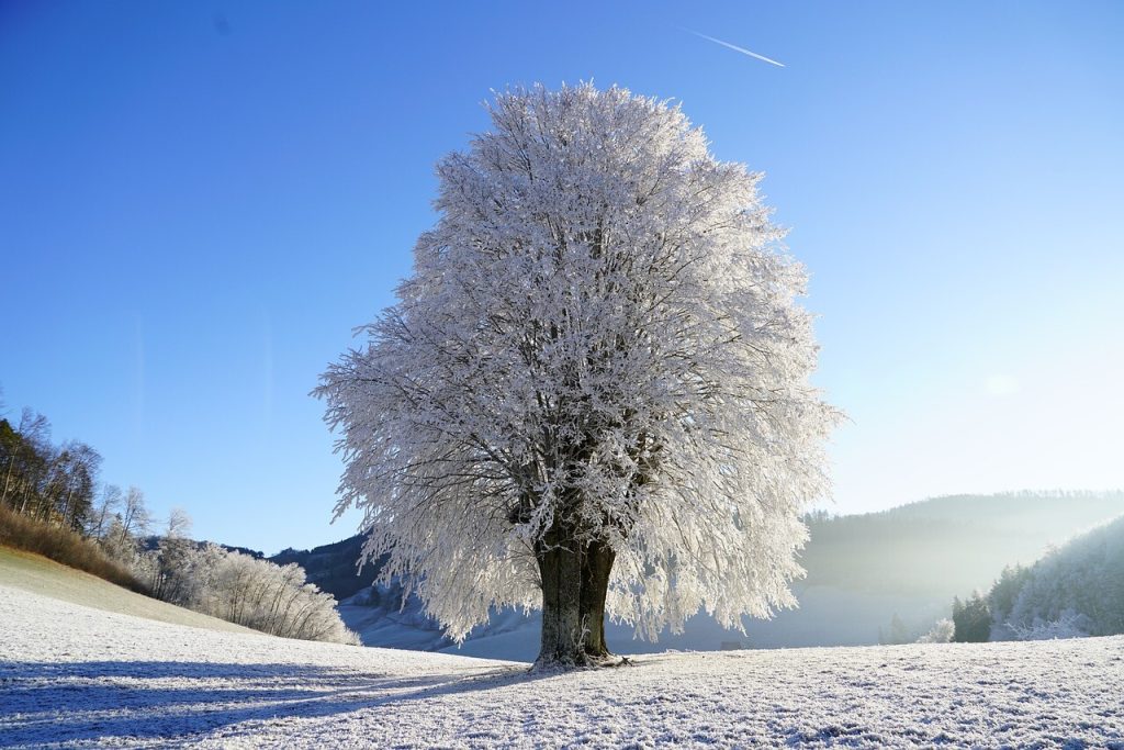 Rimfrostklædt træ i vinterlandskab