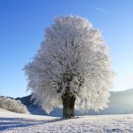 Rimfrostklædt træ i vinterlandskab